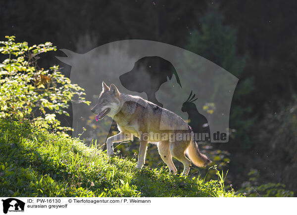 Eurasischer Grauwolf / eurasian greywolf / PW-16130