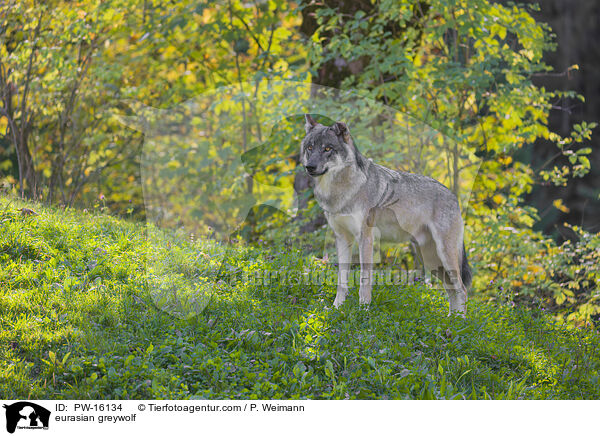 Eurasischer Grauwolf / eurasian greywolf / PW-16134