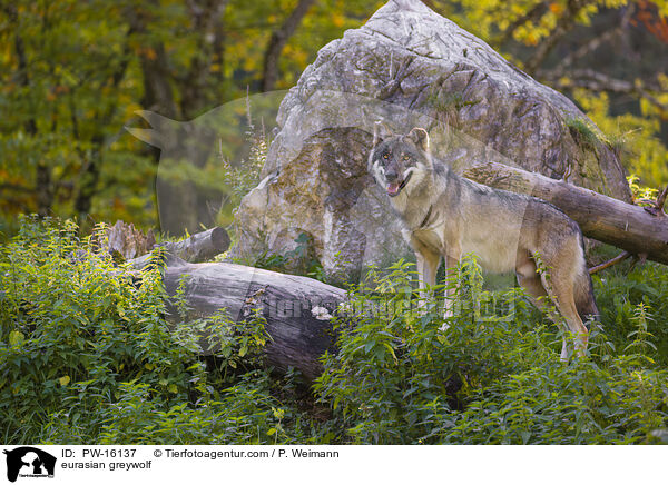 Eurasischer Grauwolf / eurasian greywolf / PW-16137