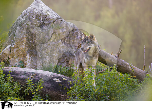 Eurasischer Grauwolf / eurasian greywolf / PW-16139