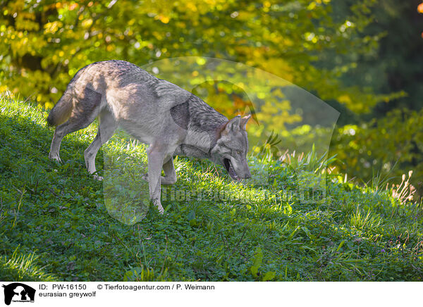 Eurasischer Grauwolf / eurasian greywolf / PW-16150