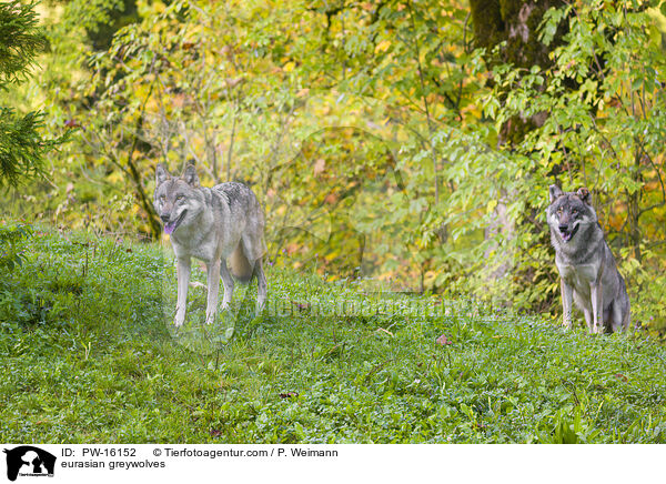 Eurasische Grauwlfe / eurasian greywolves / PW-16152