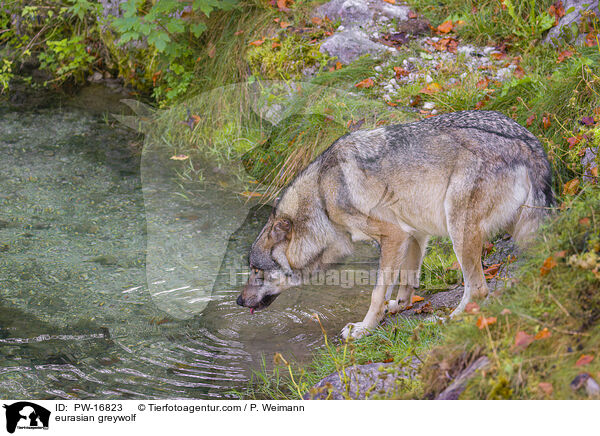 Eurasischer Grauwolf / eurasian greywolf / PW-16823