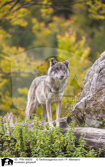 eurasian greywolf / PW-16850