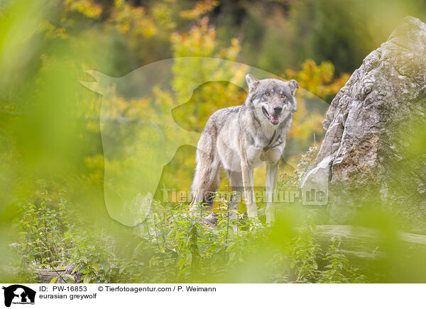 eurasian greywolf / PW-16853