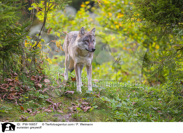 eurasian greywolf / PW-16857