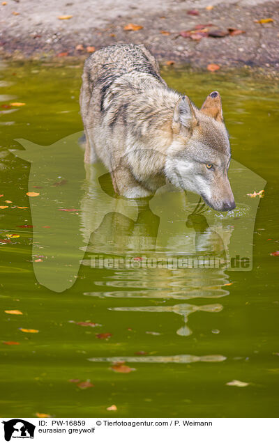 Eurasischer Grauwolf / eurasian greywolf / PW-16859