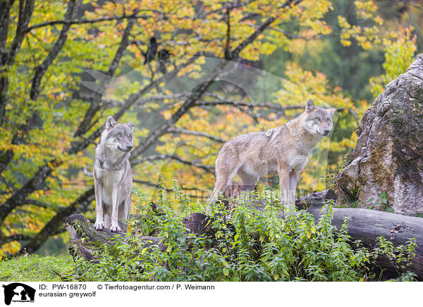 eurasian greywolf / PW-16870