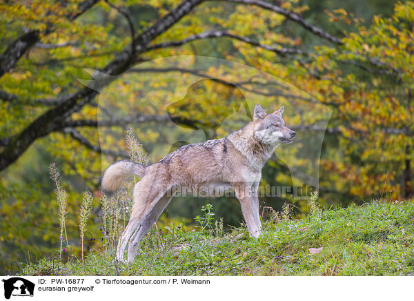 eurasian greywolf / PW-16877
