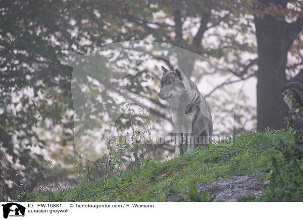 eurasian greywolf / PW-16881