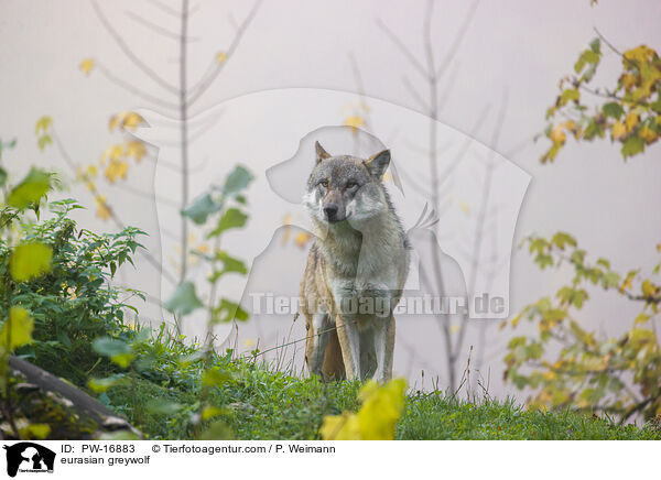 eurasian greywolf / PW-16883
