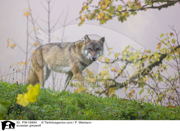 eurasian greywolf / PW-16884