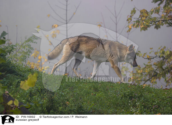 eurasian greywolf / PW-16892