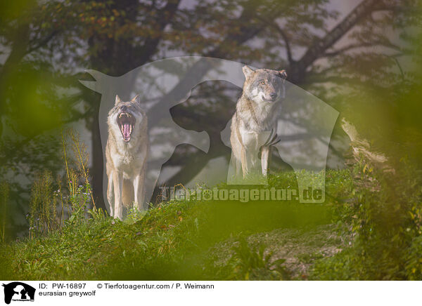 eurasian greywolf / PW-16897