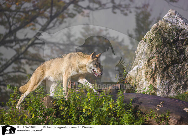 eurasian greywolf / PW-16900