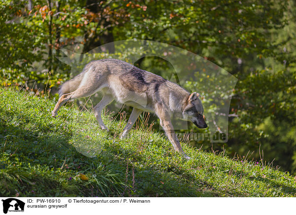 eurasian greywolf / PW-16910