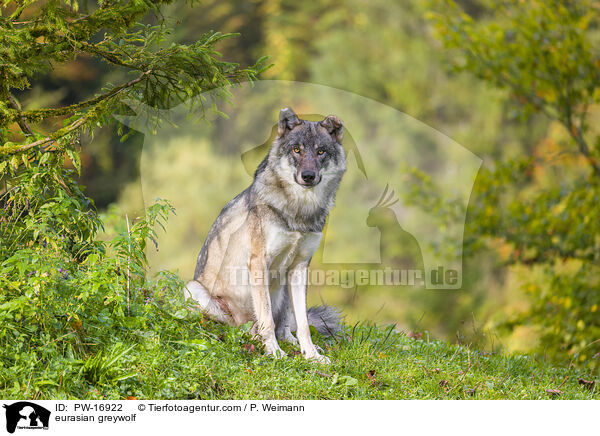 eurasian greywolf / PW-16922