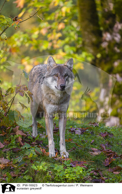 eurasian greywolf / PW-16923