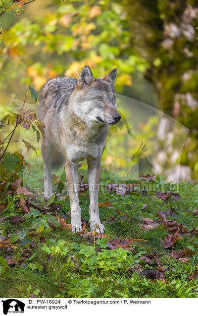 eurasian greywolf / PW-16924