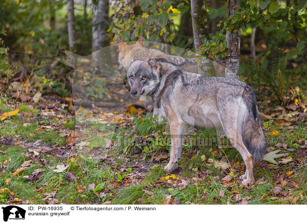 eurasian greywolf / PW-16935