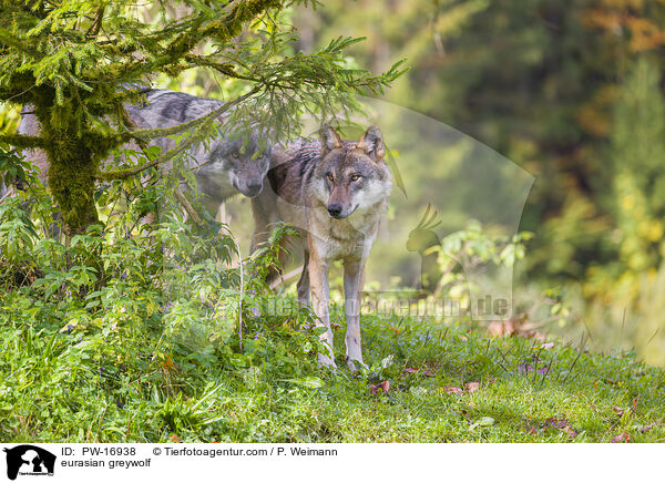 eurasian greywolf / PW-16938