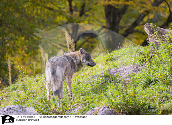 eurasian greywolf / PW-16963