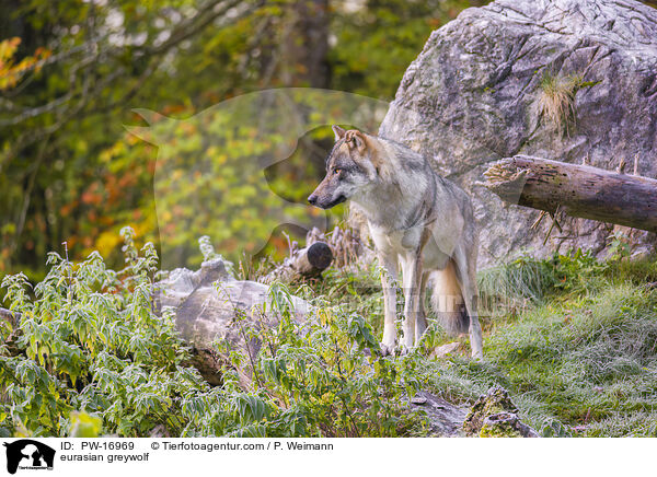 eurasian greywolf / PW-16969