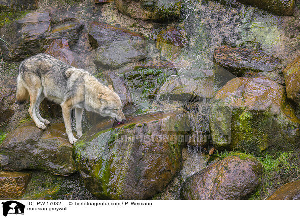 eurasian greywolf / PW-17032