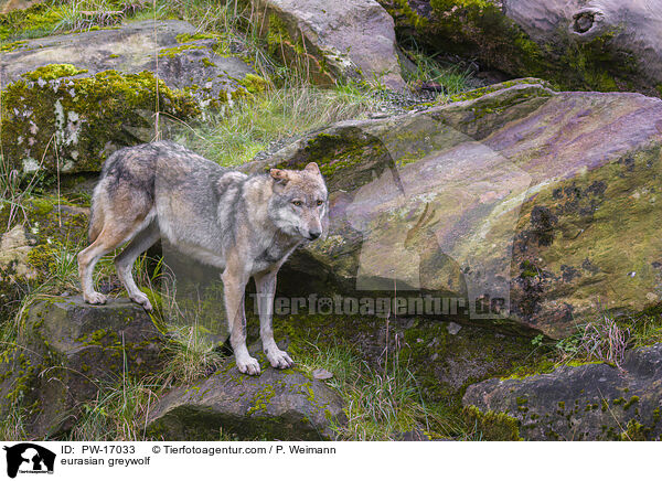 eurasian greywolf / PW-17033