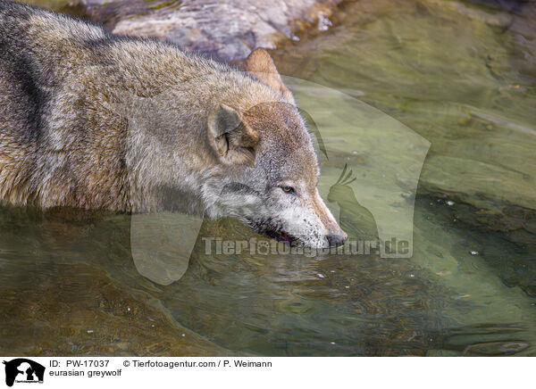 eurasian greywolf / PW-17037