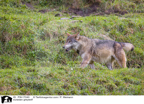 Eurasischer Grauwolf / eurasian greywolf / PW-17040