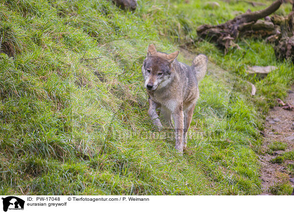 Eurasischer Grauwolf / eurasian greywolf / PW-17048