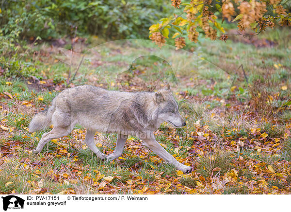 eurasian greywolf / PW-17151