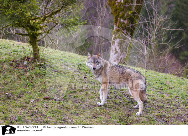 eurasian greywolf / PW-17244