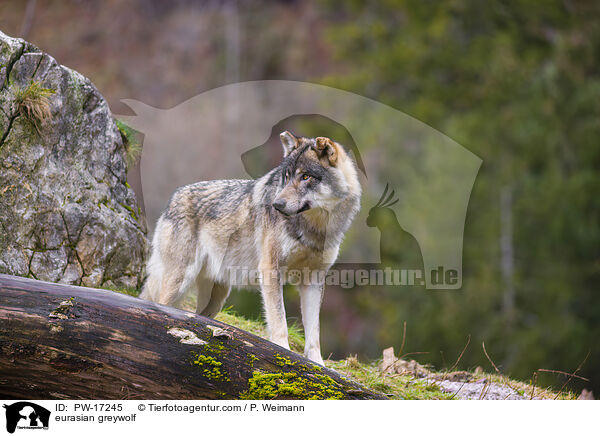 eurasian greywolf / PW-17245