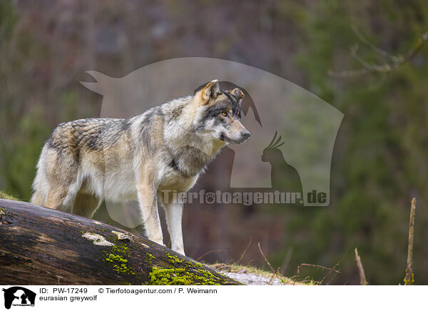 eurasian greywolf / PW-17249