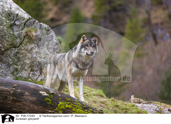 eurasian greywolf / PW-17250