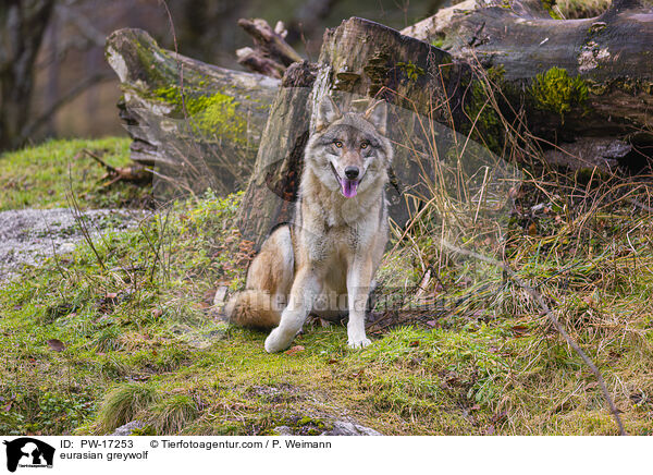 eurasian greywolf / PW-17253