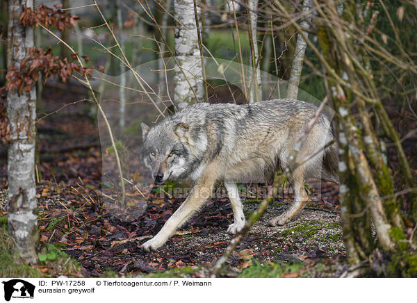 eurasian greywolf / PW-17258