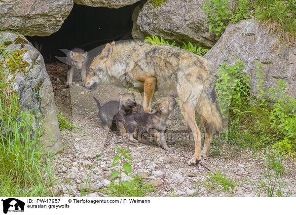 Eurasische Grauwlfe / eurasian greywolfs / PW-17957