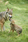 eurasian greywolfs