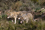 eurasian greywolves