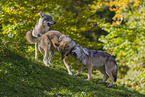 eurasian greywolves