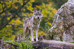 eurasian greywolf