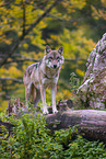 eurasian greywolf