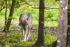 eurasian greywolf