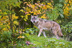 eurasian greywolf