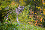 eurasian greywolf