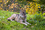 eurasian greywolf