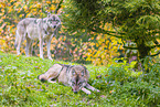 eurasian greywolves